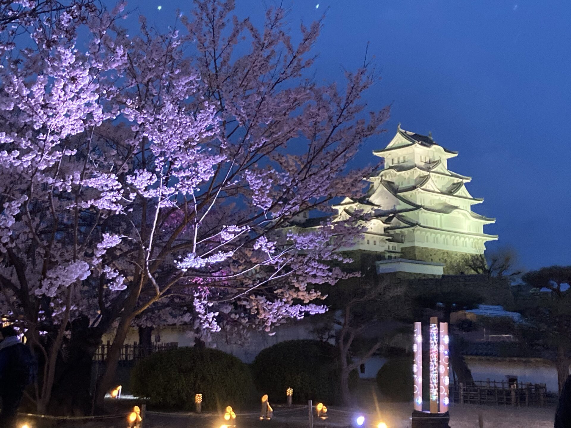 大正6年創刊 播磨時報 桜 城 光のコラボ 姫路城で夜桜会